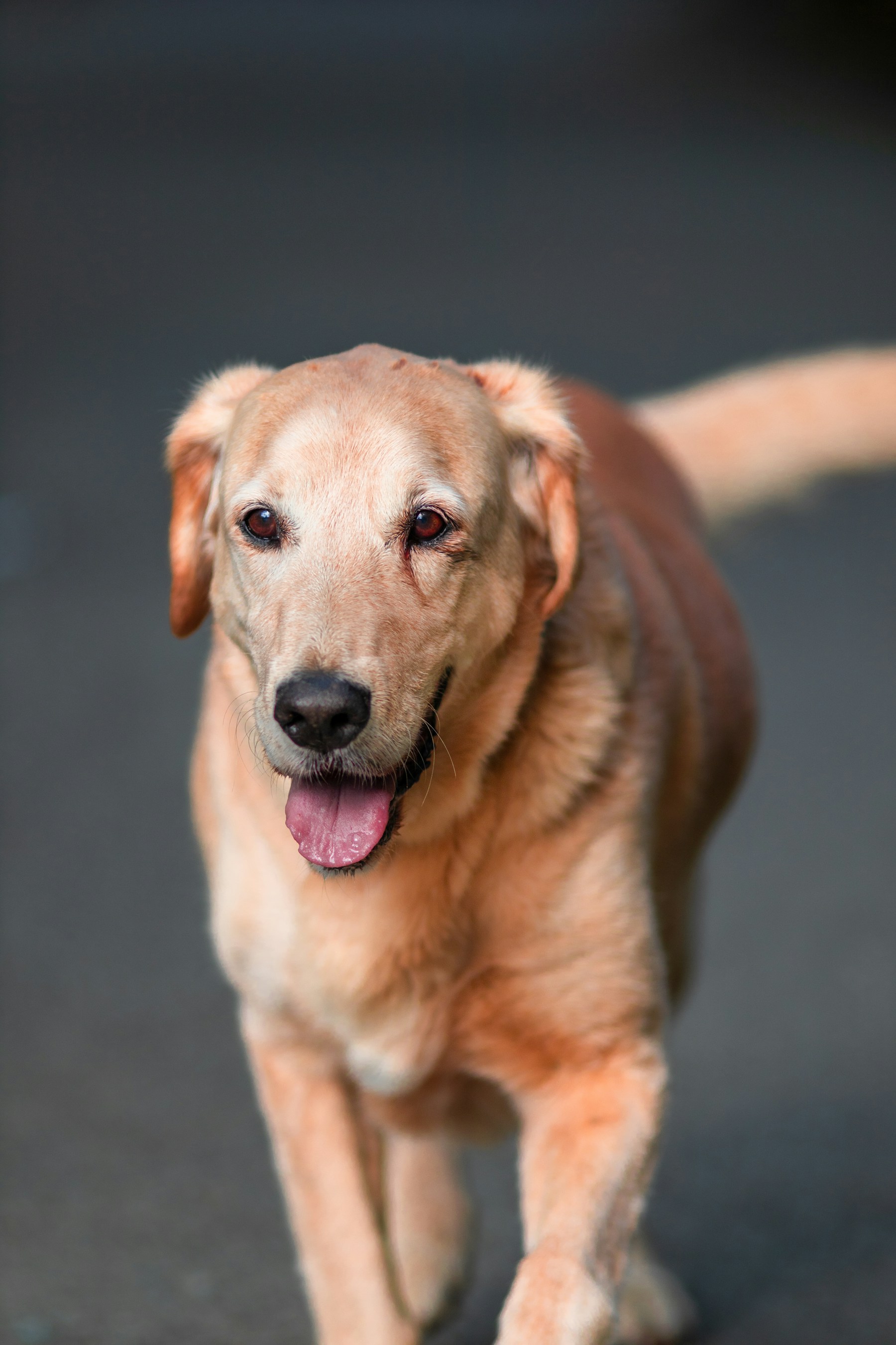 a close up of a dog walking on a street